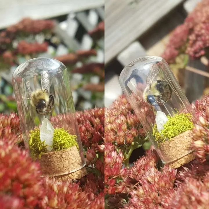 Bee preserved in a glass vial with moss and crystal by Stabby Tabby's Creations