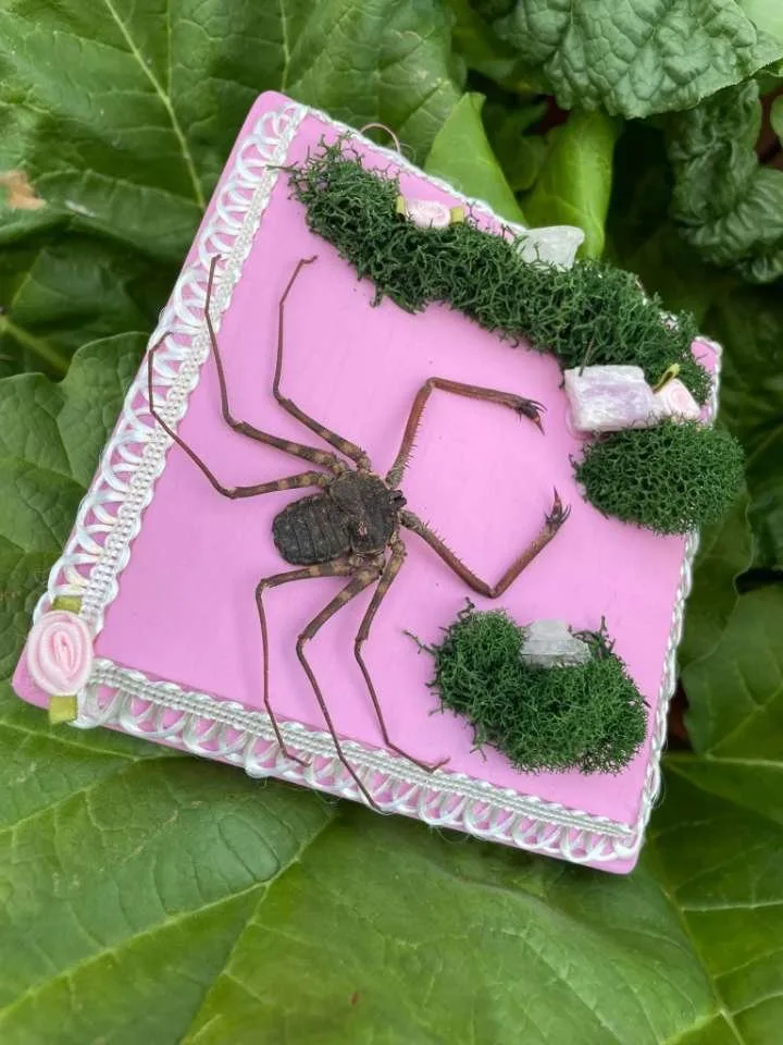 Whip spider specimen art on a pink plaque with moss by Stabby Tabby's Creations